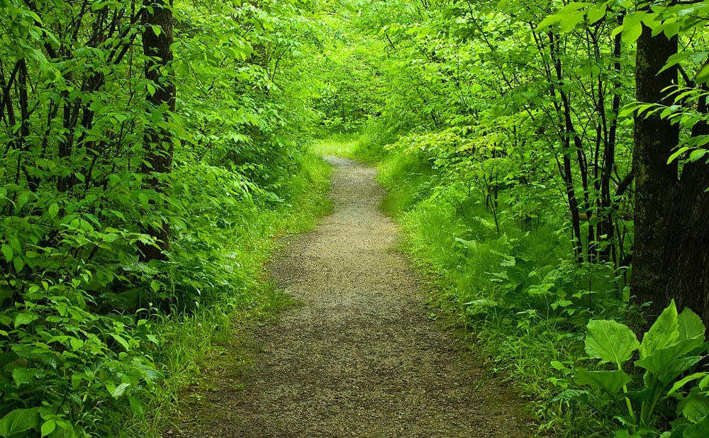 A path in a green forest